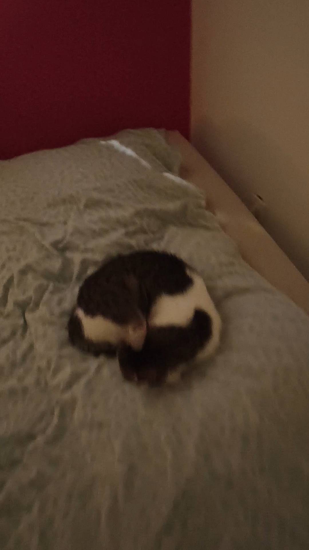 Φωτογραφία από πιπι